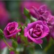 Kép 3/3 - Rosa 'Blue Peter™' - lila - törpe - mini rózsa