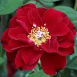 Kép 1/3 - Rosa 'Fekete István' - vörös - törpe - mini rózsa