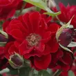 Kép 2/3 - Rosa 'Fekete István' - vörös - törpe - mini rózsa