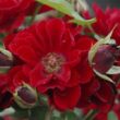 Rosa 'Fekete István' - vörös - törpe - mini rózsa