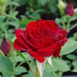 Rosa 'Fekete István' - vörös - törpe - mini rózsa