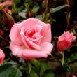 Kép 2/3 - Rosa 'Rennie's Pink™' - rózsaszín - törpe - mini rózsa