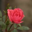 Rosa 'Rennie's Pink™' - rózsaszín - törpe - mini rózsa
