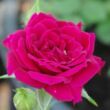 Kép 1/3 - Rosa 'Ciklámen' - vörös - törpe - mini rózsa