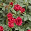 Rosa 'Ciklámen' - vörös - törpe - mini rózsa