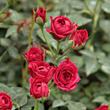 Kép 2/3 - Rosa 'Ciklámen' - vörös - törpe - mini rózsa