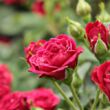 Rosa 'Ciklámen' - vörös - törpe - mini rózsa
