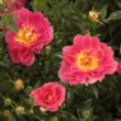 Rosa 'Cleopátra™' - sárga - vörös - törpe - mini rózsa