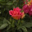 Kép 3/3 - Rosa 'Cleopátra™' - sárga - vörös - törpe - mini rózsa