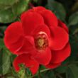Kép 1/3 - Rosa 'Tara Allison™' - vörös - törpe - mini rózsa