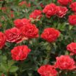 Rosa 'Tara Allison™' - vörös - törpe - mini rózsa