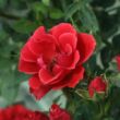 Kép 3/3 - Rosa 'Tara Allison™' - vörös - törpe - mini rózsa