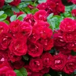 Kép 1/3 - Rosa 'Fairy Dance' - vörös - virágágyi polianta rózsa