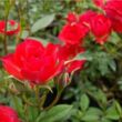Kép 2/3 - Rosa 'Detroit™' - vörös - törpe - mini rózsa