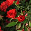 Rosa 'Detroit™' - vörös - törpe - mini rózsa
