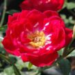 Kép 1/3 - Rosa 'Dopey' - rózsaszín - virágágyi polianta rózsa