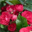 Rosa 'Dopey' - rózsaszín - virágágyi polianta rózsa