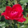 Rosa 'Dopey' - rózsaszín - virágágyi polianta rózsa