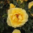 Kép 1/3 - Rosa 'Gold Pin™' - sárga - törpe - mini rózsa