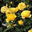 Rosa 'Gold Pin™' - sárga - törpe - mini rózsa