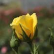 Kép 3/3 - Rosa 'Gold Pin™' - sárga - törpe - mini rózsa