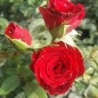 Kép 2/3 - Rosa 'Festival®' - vörös - törpe - mini rózsa