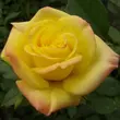 Kép 1/3 - Rosa 'Mandarin®' - sárga - törpe - mini rózsa