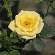Kép 2/3 - Rosa 'Mandarin®' - sárga - törpe - mini rózsa