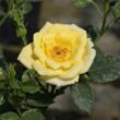 Rosa 'Mandarin®' - sárga - törpe - mini rózsa