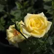 Kép 3/3 - Rosa 'Mandarin®' - sárga - törpe - mini rózsa