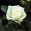 Kép 1/3 - Rosa 'Moonlight Lady™' - fehér - törpe - mini rózsa