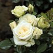 Kép 2/3 - Rosa 'Moonlight Lady™' - fehér - törpe - mini rózsa