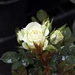 Kép 3/3 - Rosa 'Moonlight Lady™' - fehér - törpe - mini rózsa