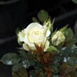 Kép 3/3 - Rosa 'Moonlight Lady™' - fehér - törpe - mini rózsa