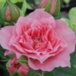 Kép 1/3 - Rosa 'Moana™' - rózsaszín - törpe - mini rózsa