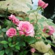 Kép 2/3 - Rosa 'Moana™' - rózsaszín - törpe - mini rózsa