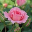 Kép 3/3 - Rosa 'Moana™' - rózsaszín - törpe - mini rózsa