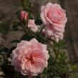 Rosa 'Blush Parade®' - rózsaszín - törpe - mini rózsa