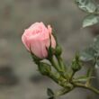 Rosa 'Blush Parade®' - rózsaszín - törpe - mini rózsa