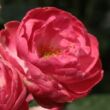 Kép 1/3 - Rosa 'Dick Koster™' - rózsaszín - virágágyi polianta rózsa