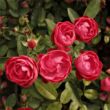 Rosa 'Dick Koster™' - rózsaszín - virágágyi polianta rózsa