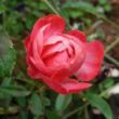 Rosa 'Dick Koster™' - rózsaszín - virágágyi polianta rózsa