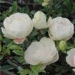 Kép 1/3 - Rosa 'Snövit™' - fehér - virágágyi polianta rózsa