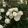 Kép 2/3 - Rosa 'Snövit™' - fehér - virágágyi polianta rózsa