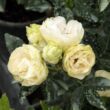Rosa 'Snövit™' - fehér - virágágyi polianta rózsa