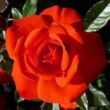 Kép 1/3 - Rosa 'Top Hit®' - vörös - törpe - mini rózsa