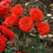 Kép 2/3 - Rosa 'Top Hit®' - vörös - törpe - mini rózsa