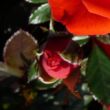 Rosa 'Top Hit®' - vörös - törpe - mini rózsa