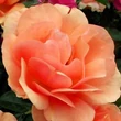 Kép 1/3 - Rosa 'Alison™ 2000' - narancssárga - virágágyi floribunda rózsa