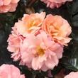 Kép 2/3 - Rosa 'Alison™ 2000' - narancssárga - virágágyi floribunda rózsa